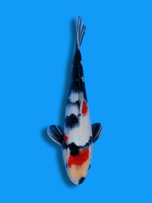 Kindai Showa | Koi&Co.